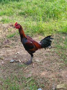 Ayam Pama