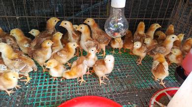 Anak Ayam Penelur RIR