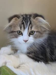 Ragdoll X Scottish Fold