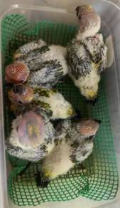 Burung sun conure Hand feed Siap lesen