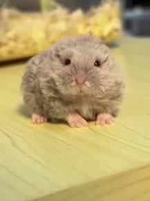 hamster curly hair