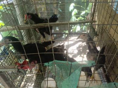 Ayam Kampung