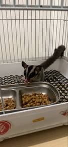 sugar glider