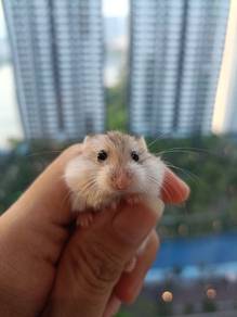 Roborovski Dwarf Hamster
