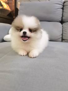 Tiny Pomeranian Male pup