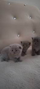 pure bsh nk clear sangkar.. nak pindah