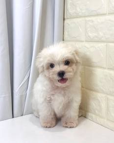 J0372 Maltipoo Little Bear Puppy