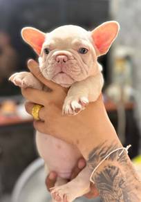 FRENCH BULLDOG PUPPIES VIP246🌻Cute & Healthy Girl