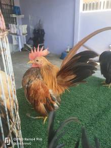 ayam serama 