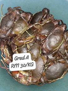 Ketam Hidup