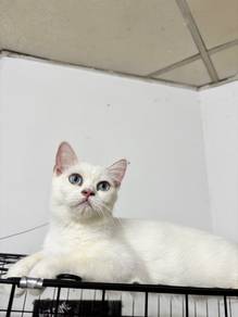 BSH mix