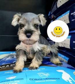 SC100 Mini Schnauzer salt & pepper haired puppy