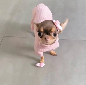 Chihuahua