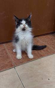 mainecoon kitten cat kucing