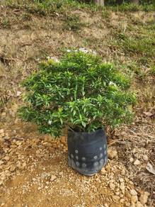 Pokok Jasmin/ Melor