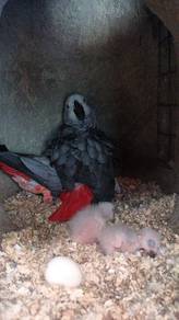 Burung African grey