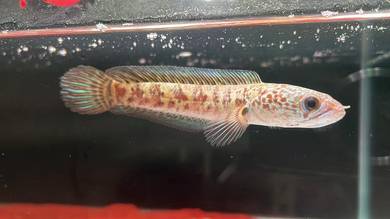 Ikan Channa Fish Auranti Cobra 4.5 inch (AC7-13)