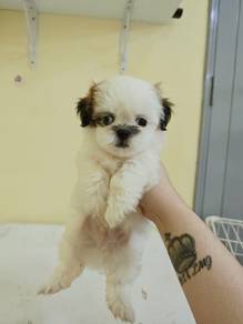 shih tzu male 