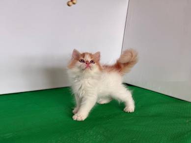 persian