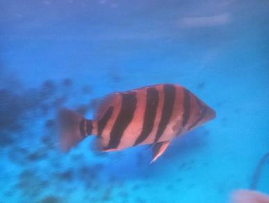 ikan indon tiger 4bar