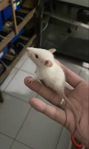 Rat / Mice / ASF ( Feeder )