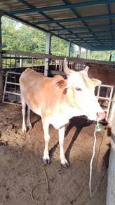 lembu jantan cukup umur
