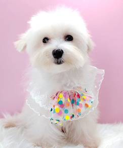 Maltese
