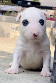 BULL TERRIER PUPPIES BT2 🐻  Male-Female