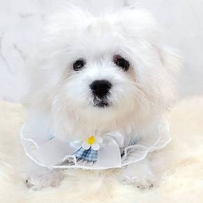 Maltese