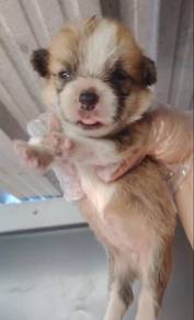 Bicolour Corgi
