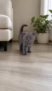 British Shorthair Round Face Male Kitten PROMO