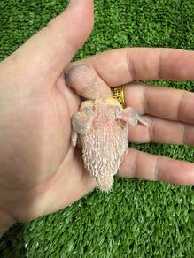 Baby Bird Jinak