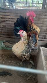 ayam katik