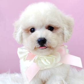 Maltipoo