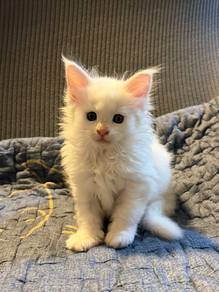 Pure Mainecoon Female