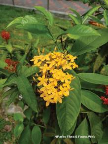 Ixora Javanica Yellow / Red