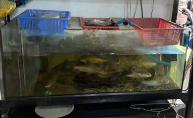 Aquarium untuk dijual