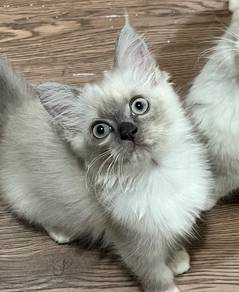 Kitten DLH mix | Female | 3 Months Old