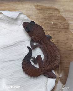 African Fattail Gecko