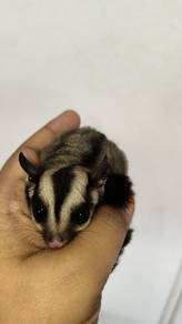 sugar glider