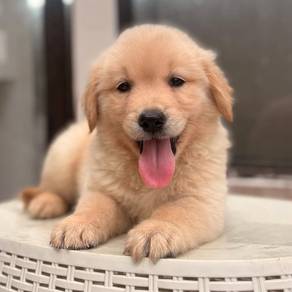 Golden Retriever m
