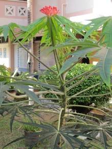 Benih pokok gambir