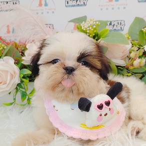 Shih tzu