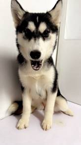 Available Husky Puppies For Adoption