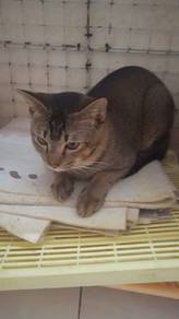 Cat Adopt