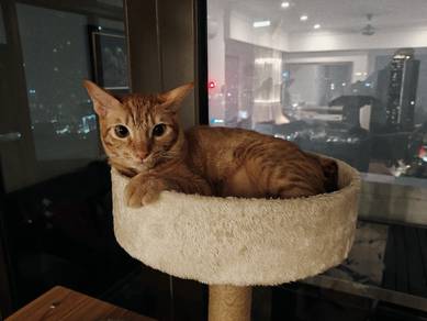 Free adoption orange kitten 7 months
