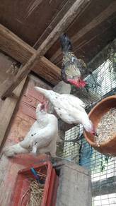 ayam