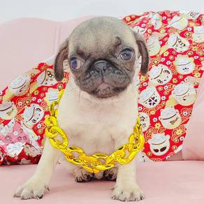 Pug