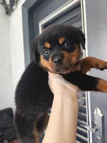 Rottweiler female male puppy