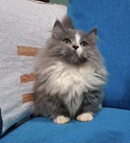 Munchkin supershort longhair kitten